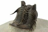 Amazing, Tower Eyed Erbenochile Trilobite - Morocco #241438-4